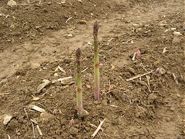 Asparagus